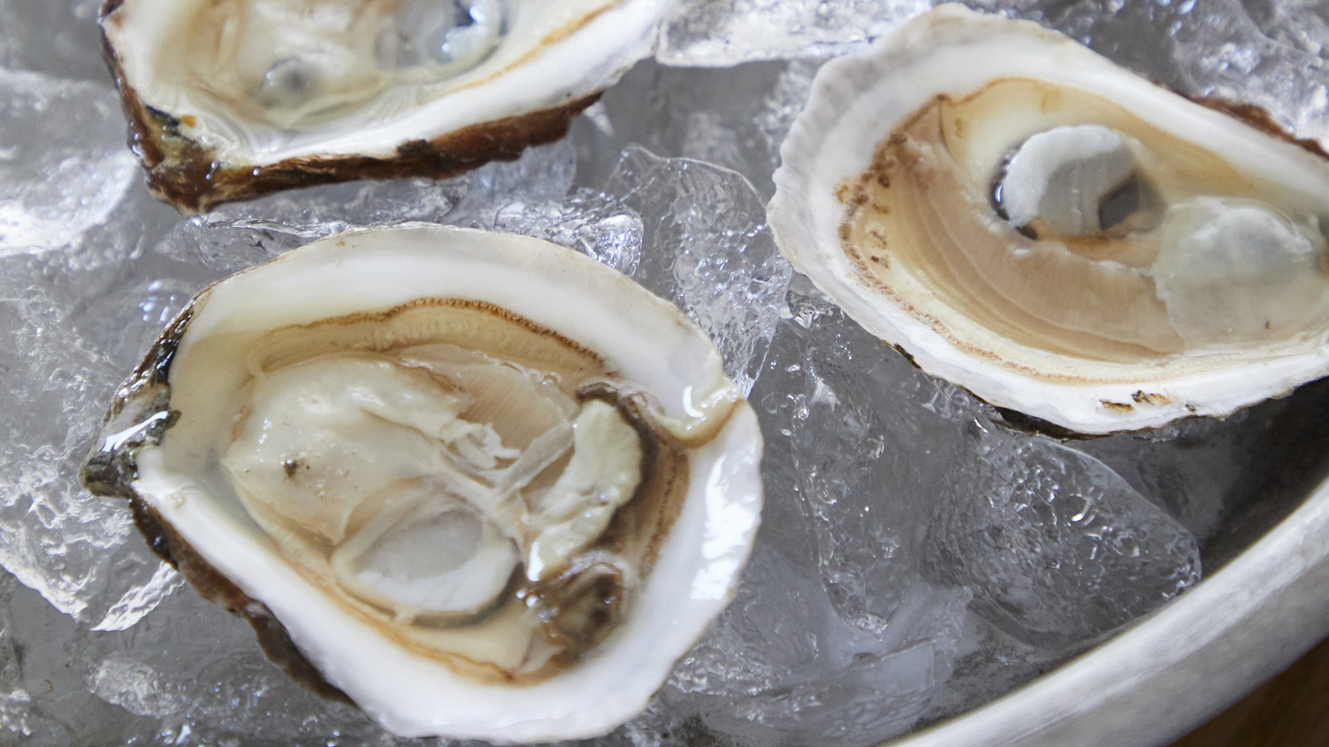 Oysters