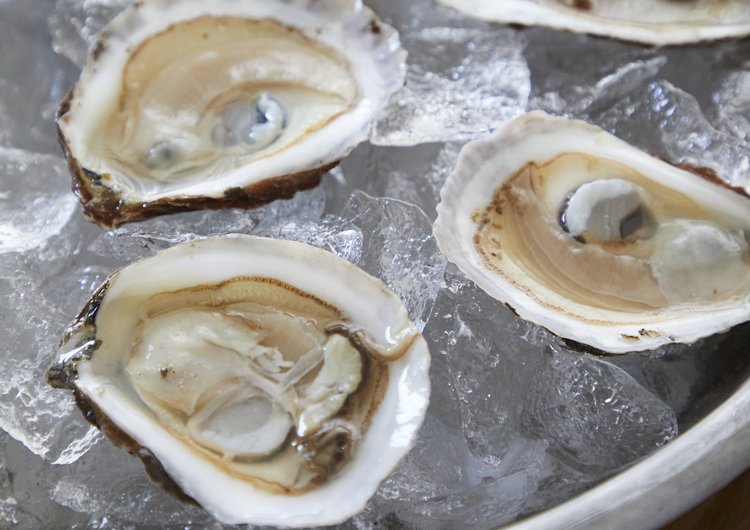 Oysters